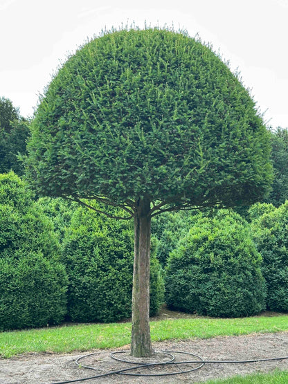 TB TOPIARY #596
