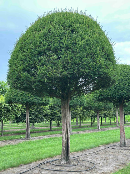 TB TOPIARY #596