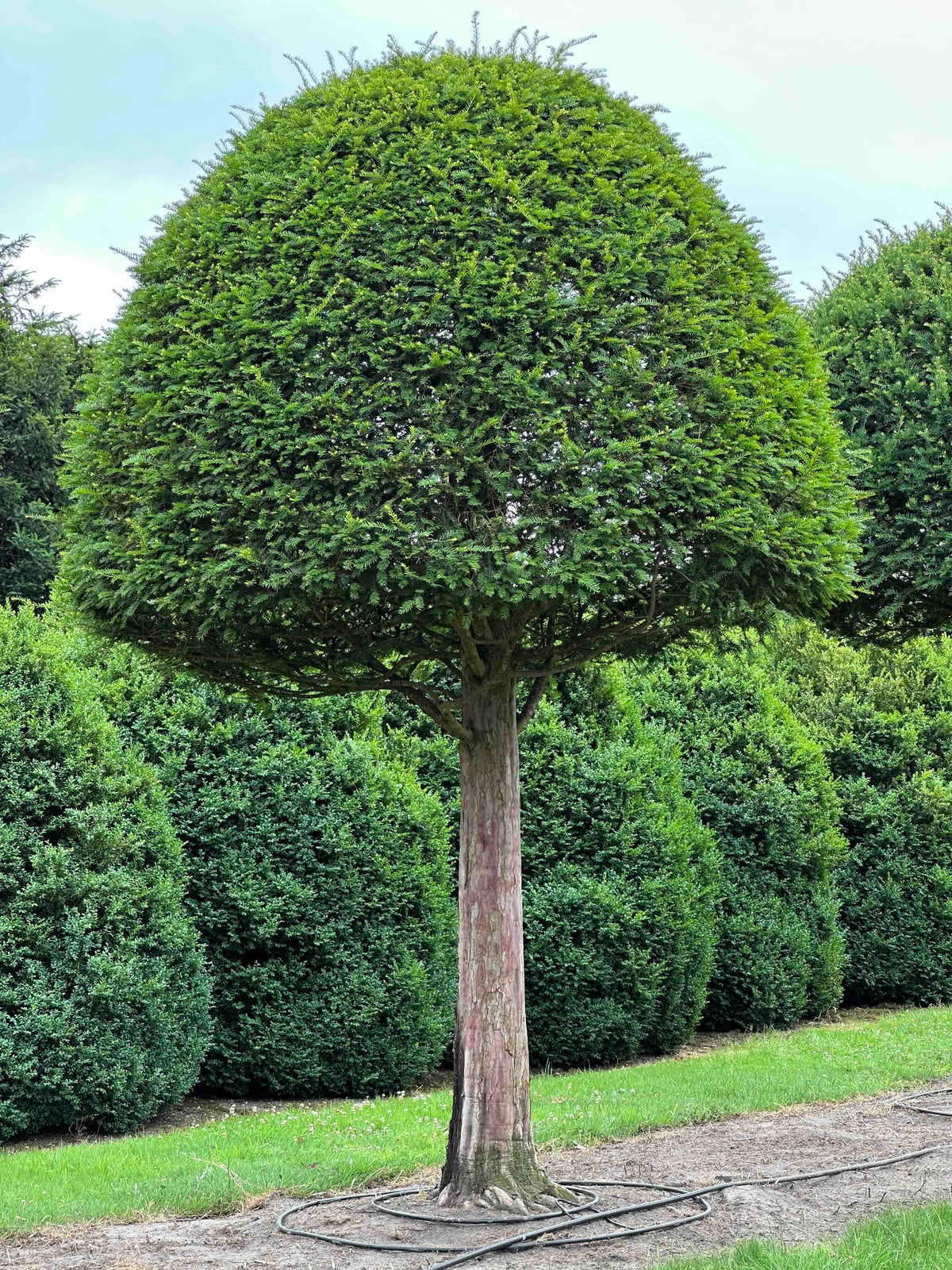 TB TOPIARY #597