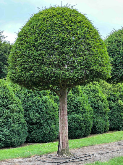 TB TOPIARY #597