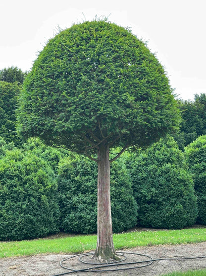 TB TOPIARY #597