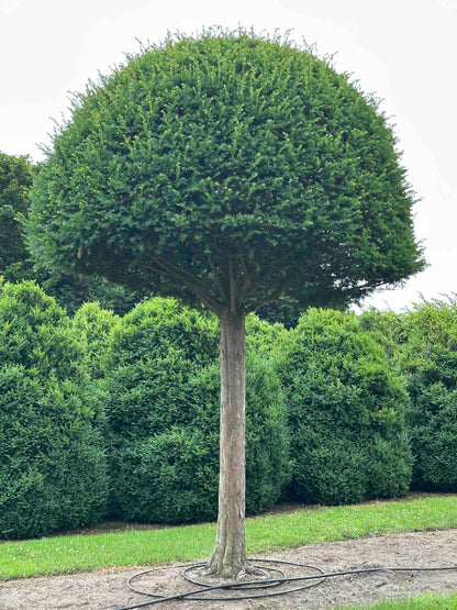 TB TOPIARY #598