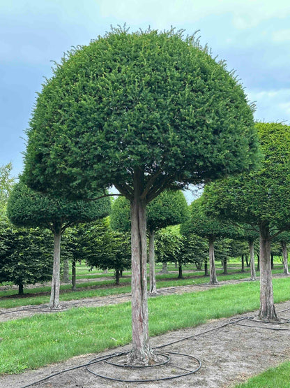 TB TOPIARY #598