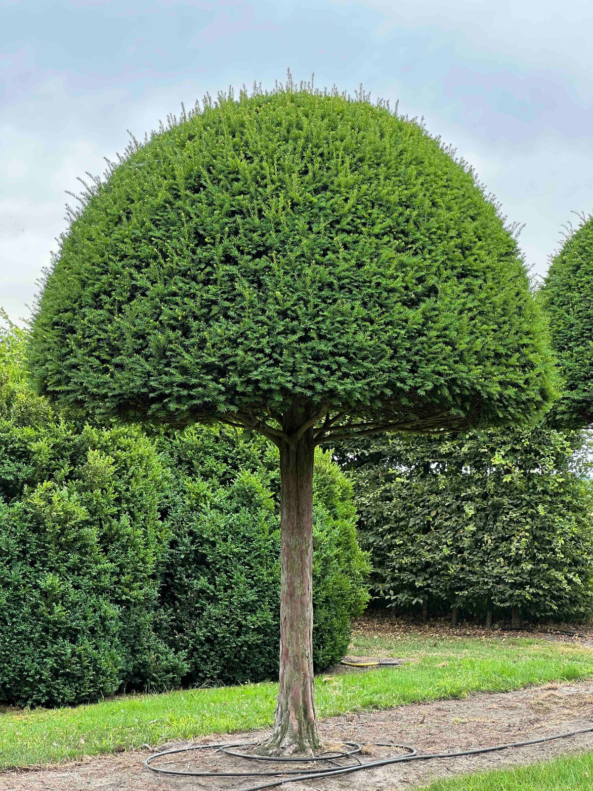 TB TOPIARY #599