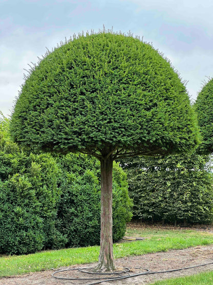 TB TOPIARY #599