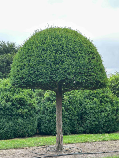 TB TOPIARY #599
