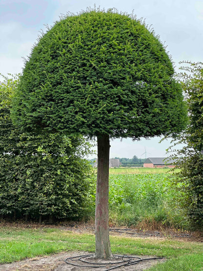 TB TOPIARY #600