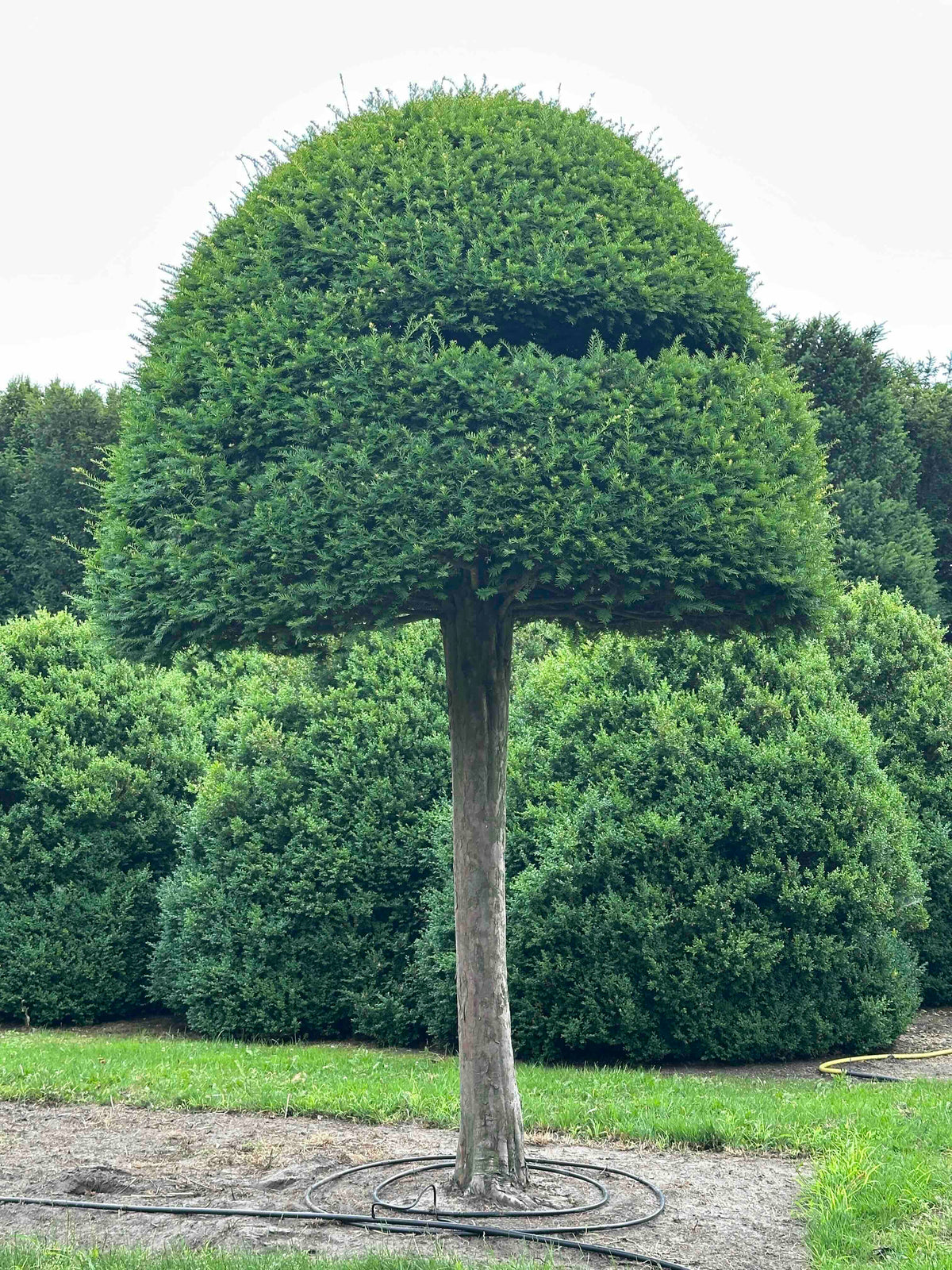 TB TOPIARY #600