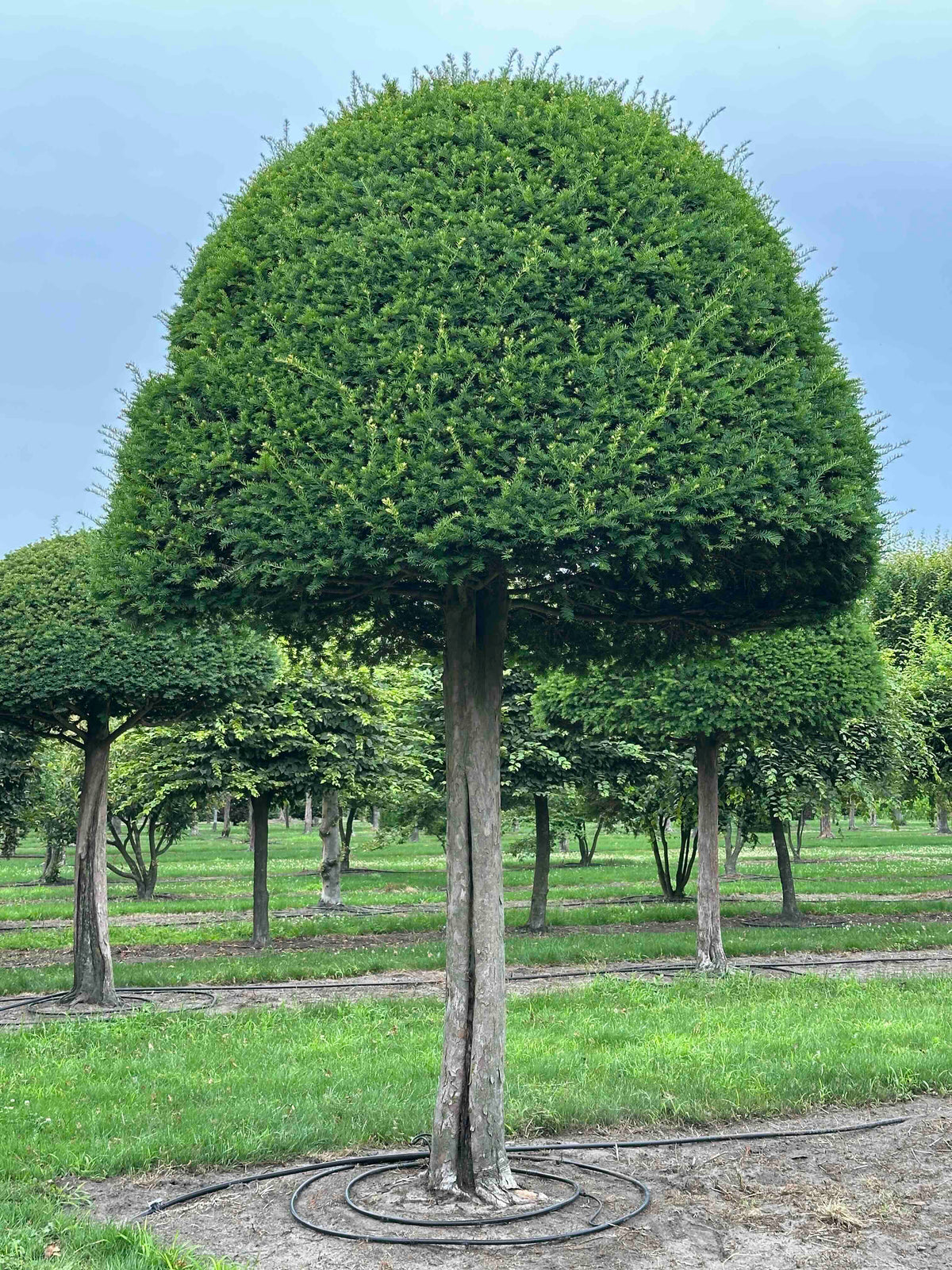 TB TOPIARY #600