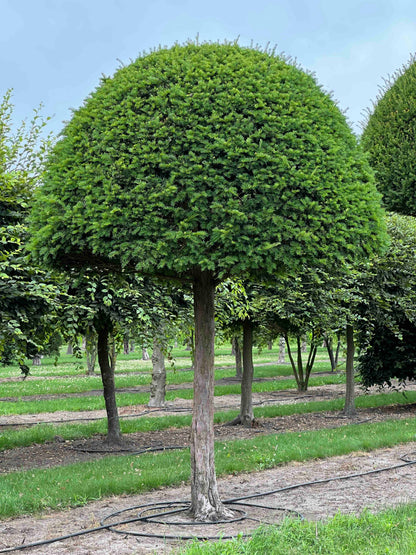 TB TOPIARY #602