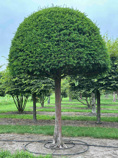TB TOPIARY #602