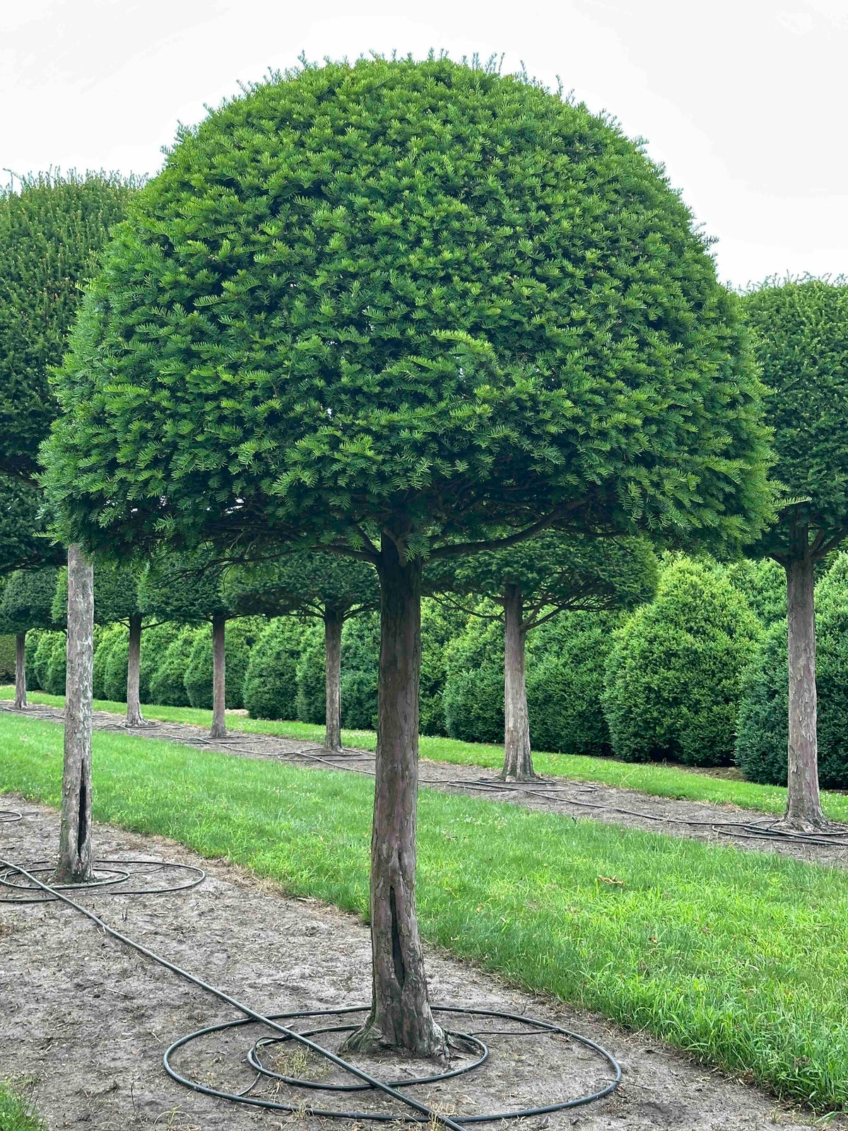 TB TOPIARY #602