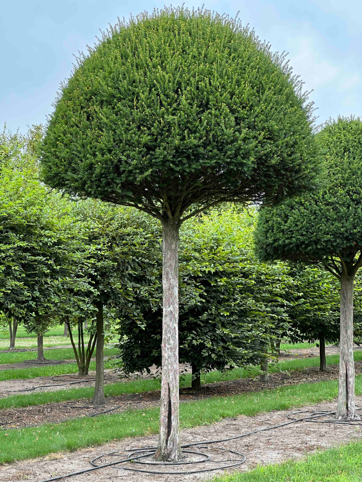 TB TOPIARY #603
