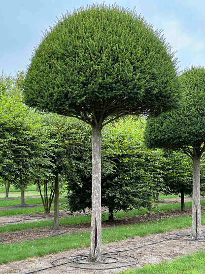 TB TOPIARY #603