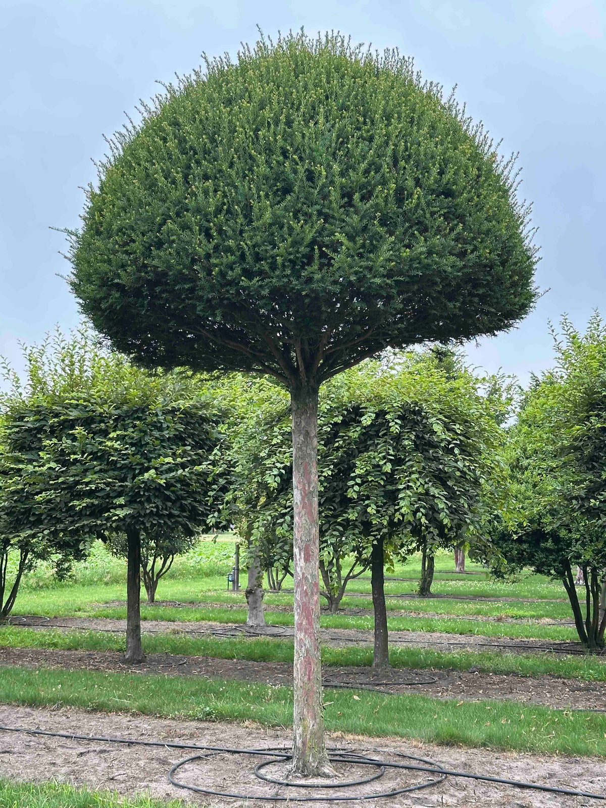 TB TOPIARY #603