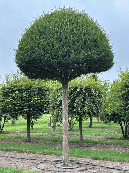 TB TOPIARY #603