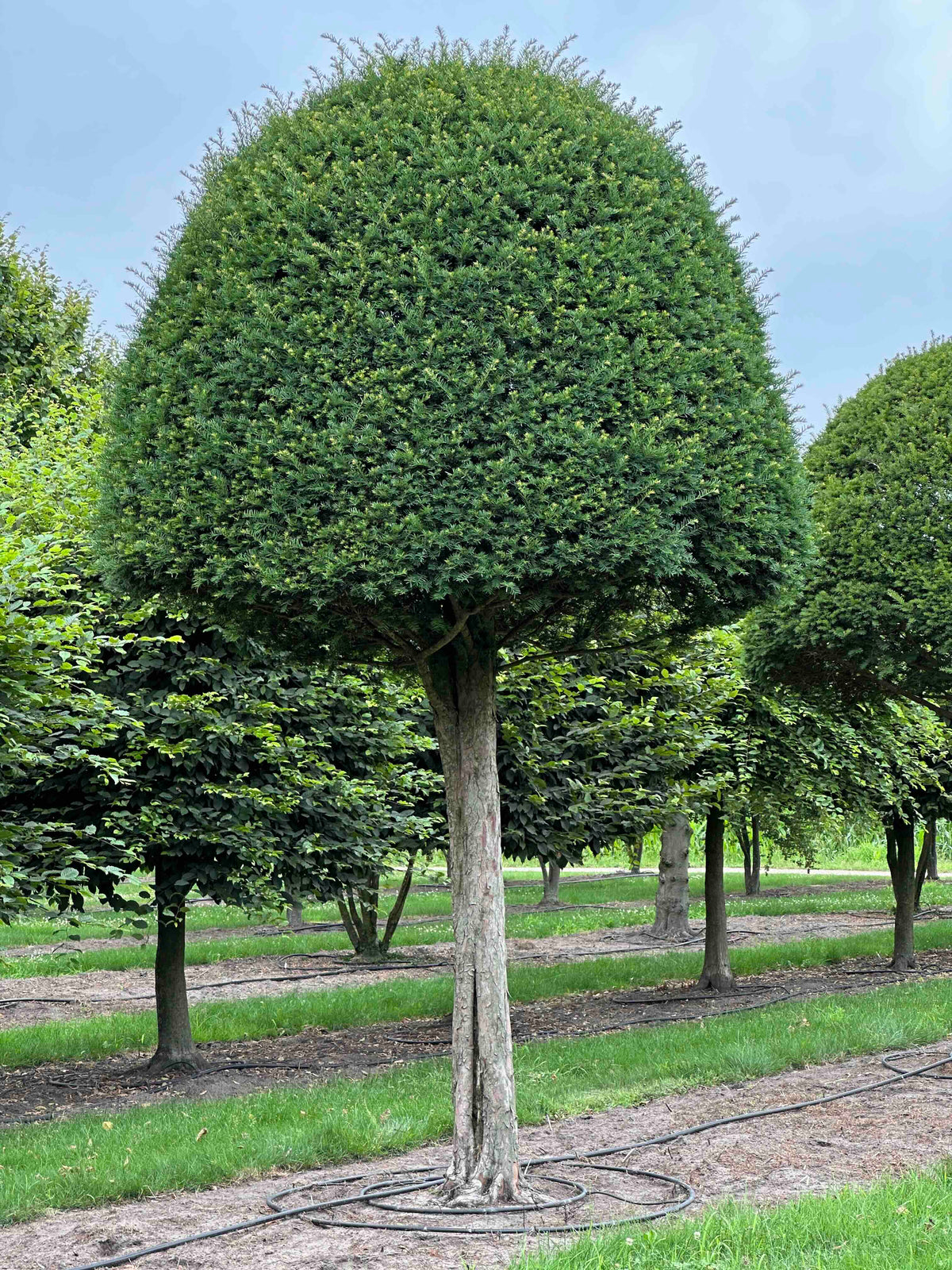 TB TOPIARY #607