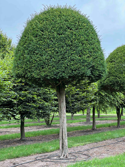 TB TOPIARY #607