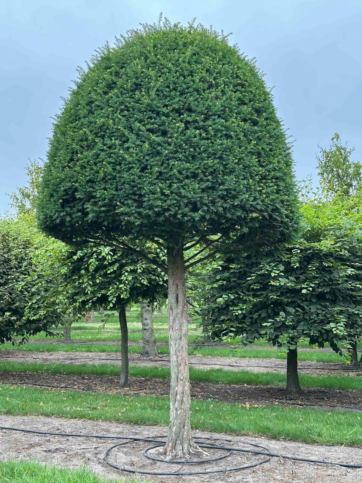 TB TOPIARY #607