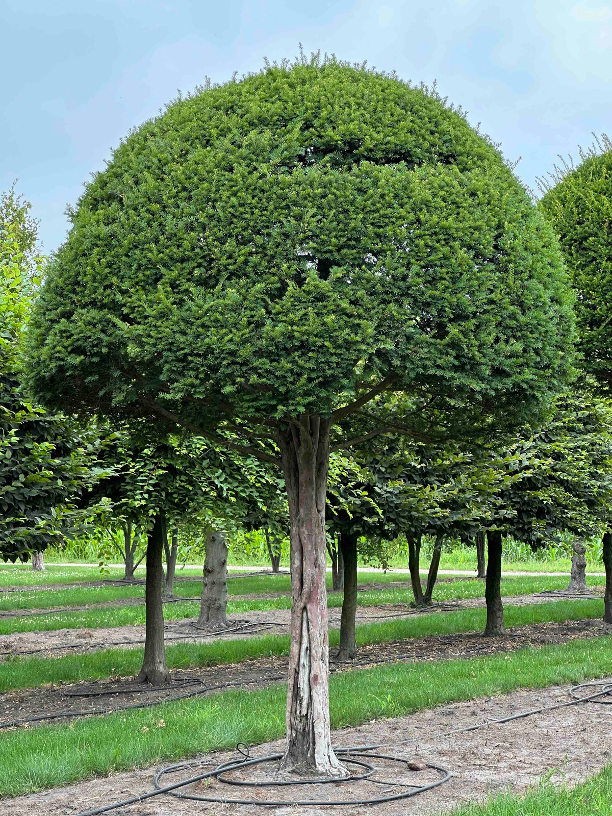 TB TOPIARY #608