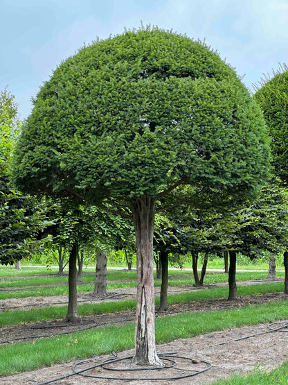 TB TOPIARY #608