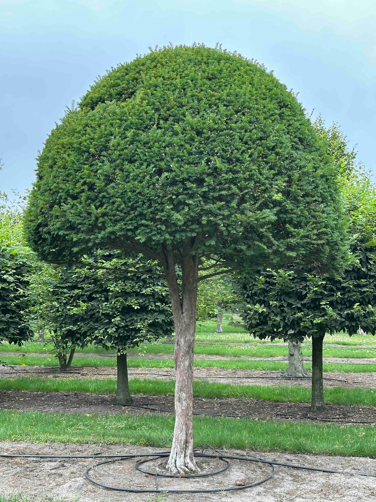 TB TOPIARY #608