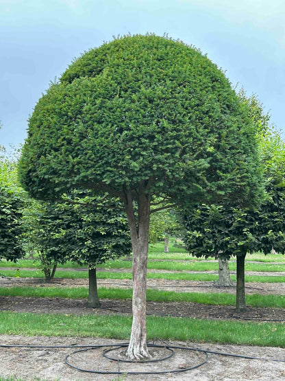 TB TOPIARY #608