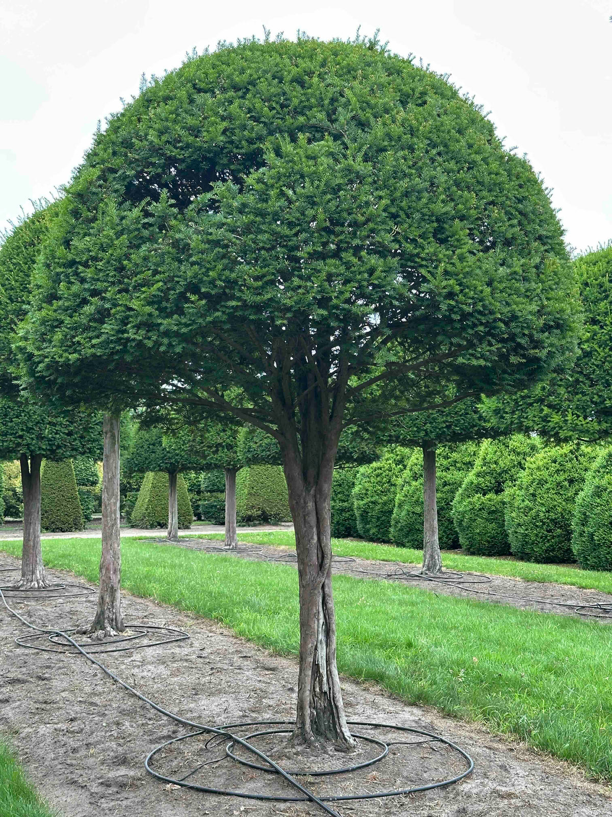 TB TOPIARY #608