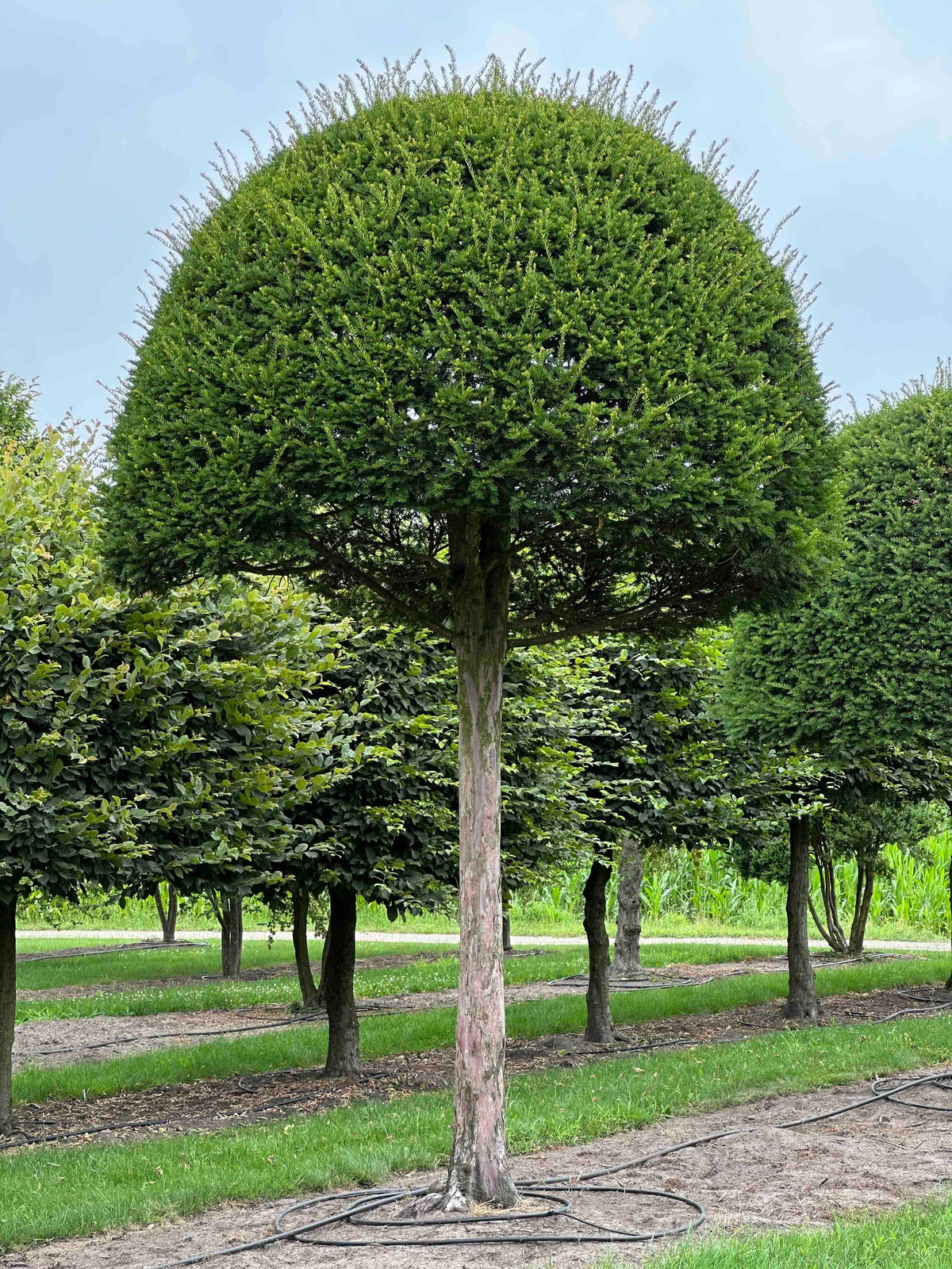 TB TOPIARY #609