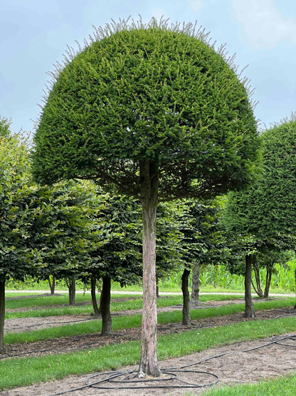 TB TOPIARY #609