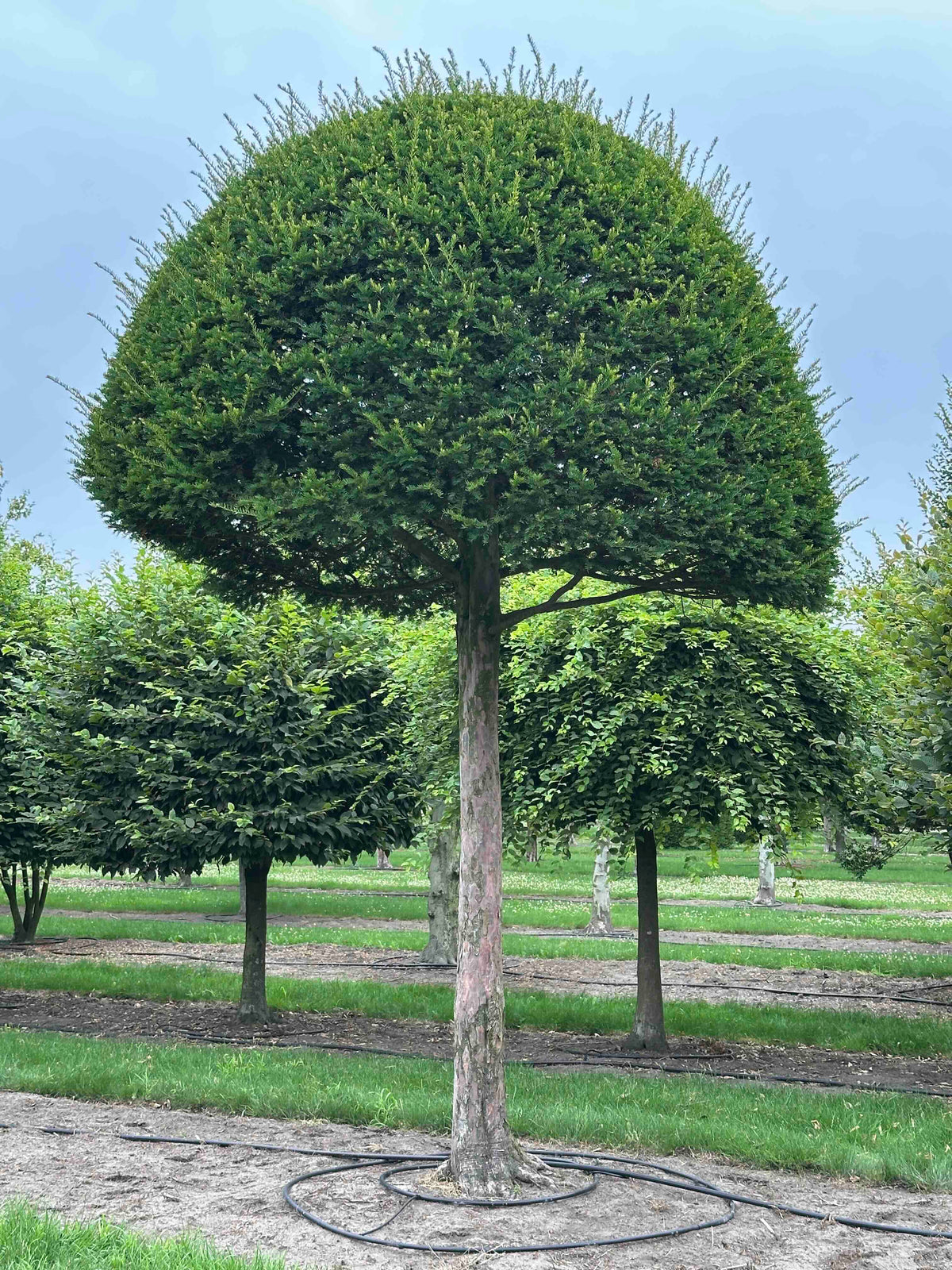 TB TOPIARY #609