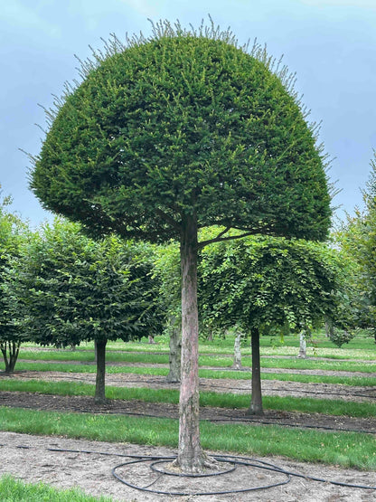 TB TOPIARY #609