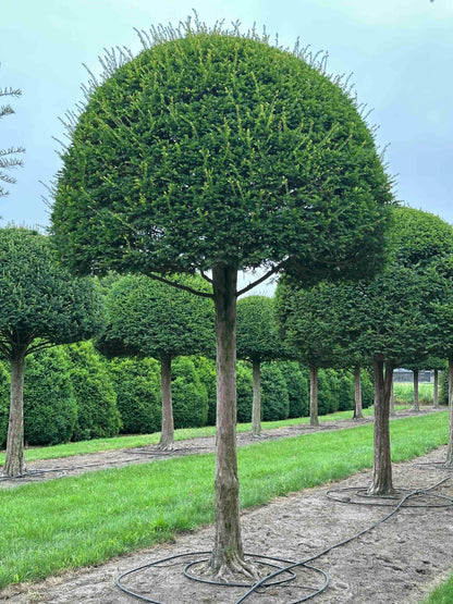 TB TOPIARY #609