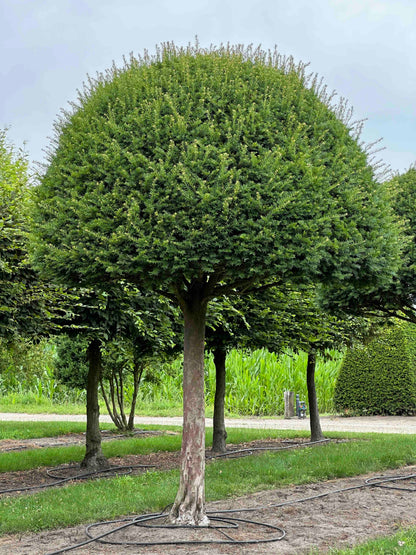 TB TOPIARY #611