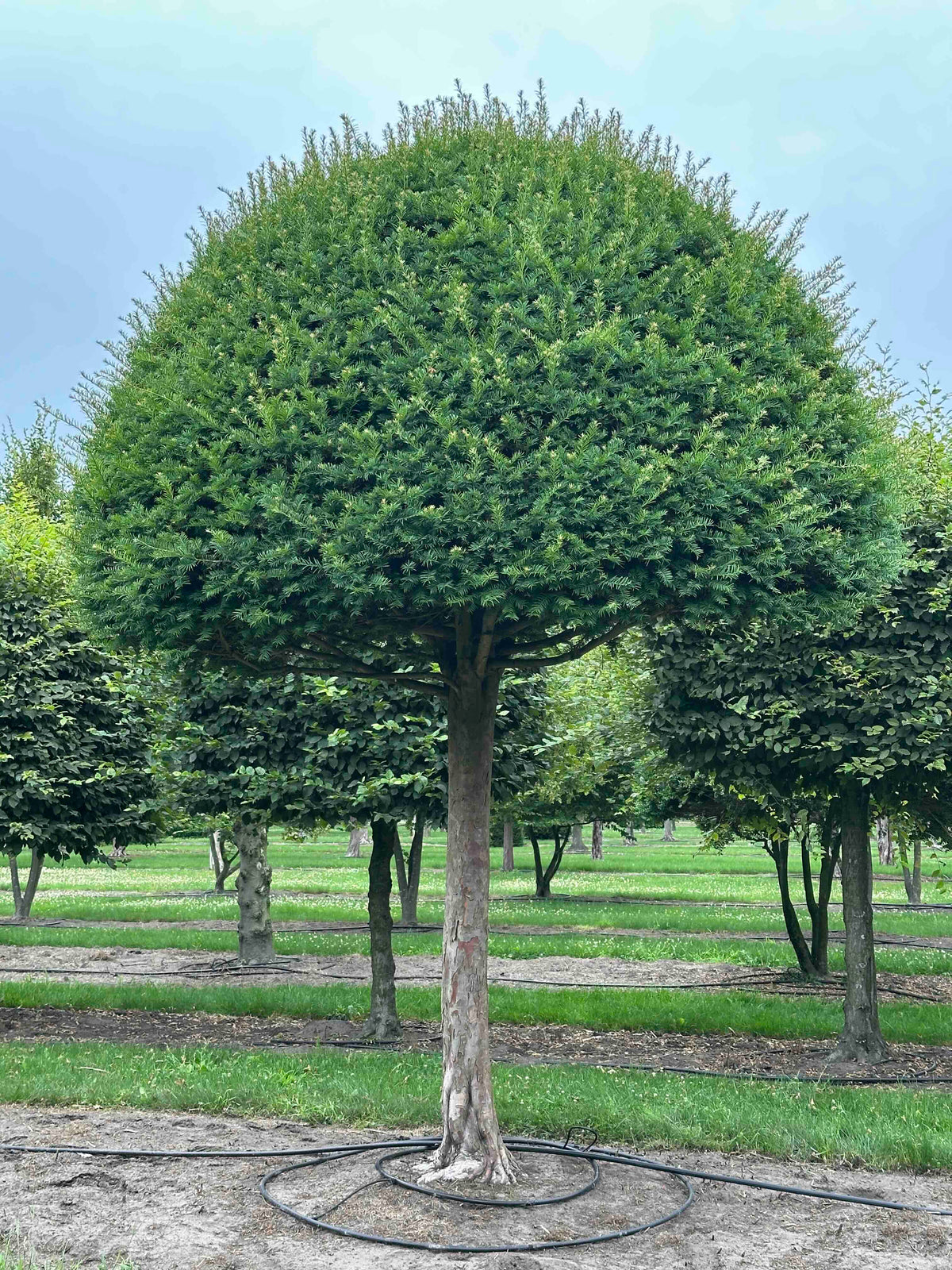 TB TOPIARY #611