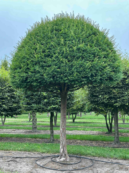 TB TOPIARY #611