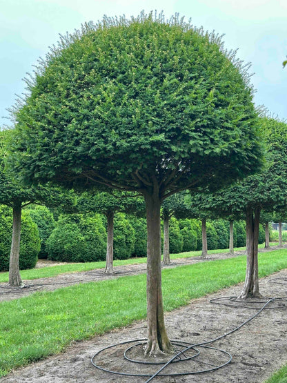 TB TOPIARY #611