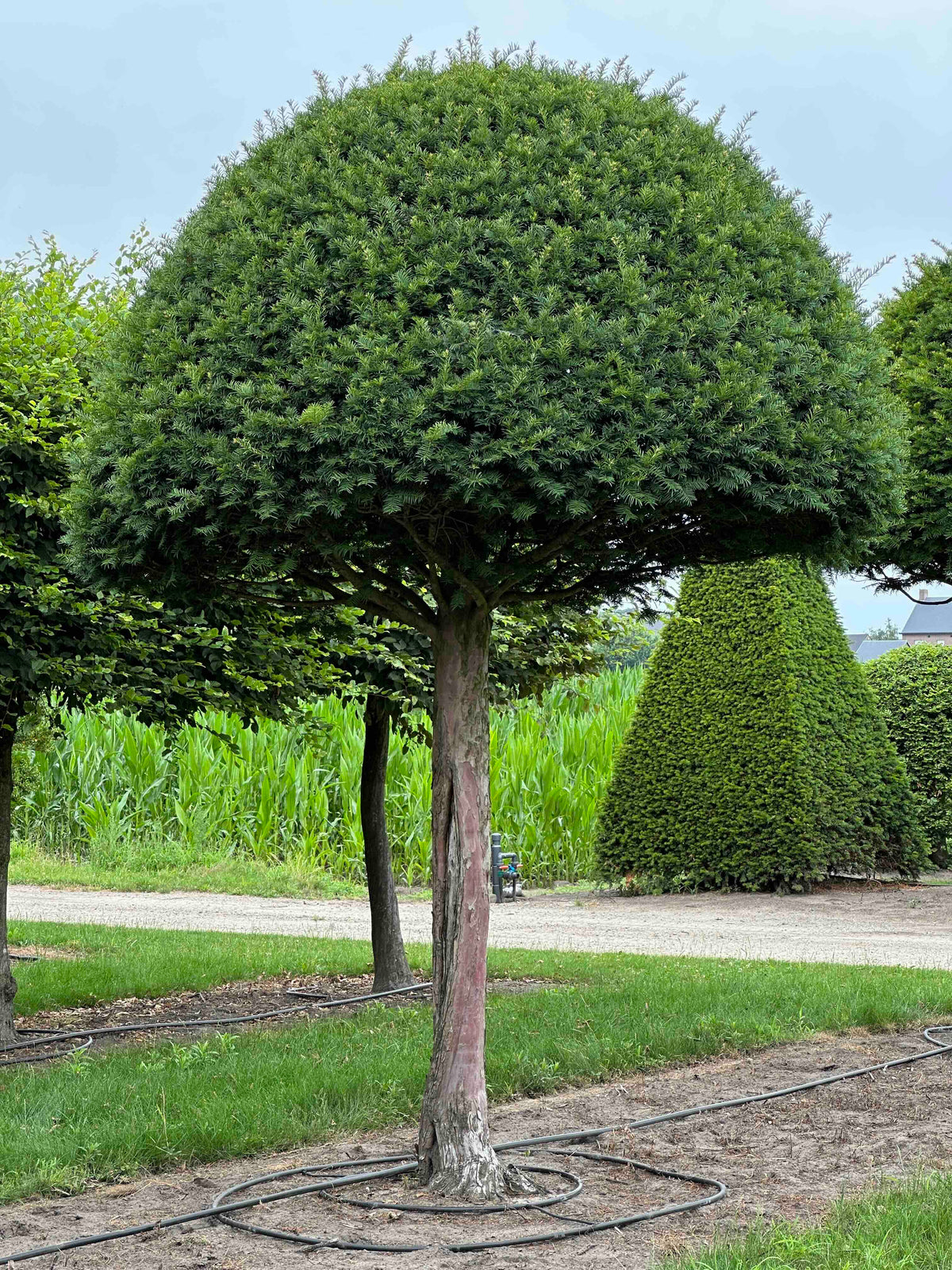 TB TOPIARY #612