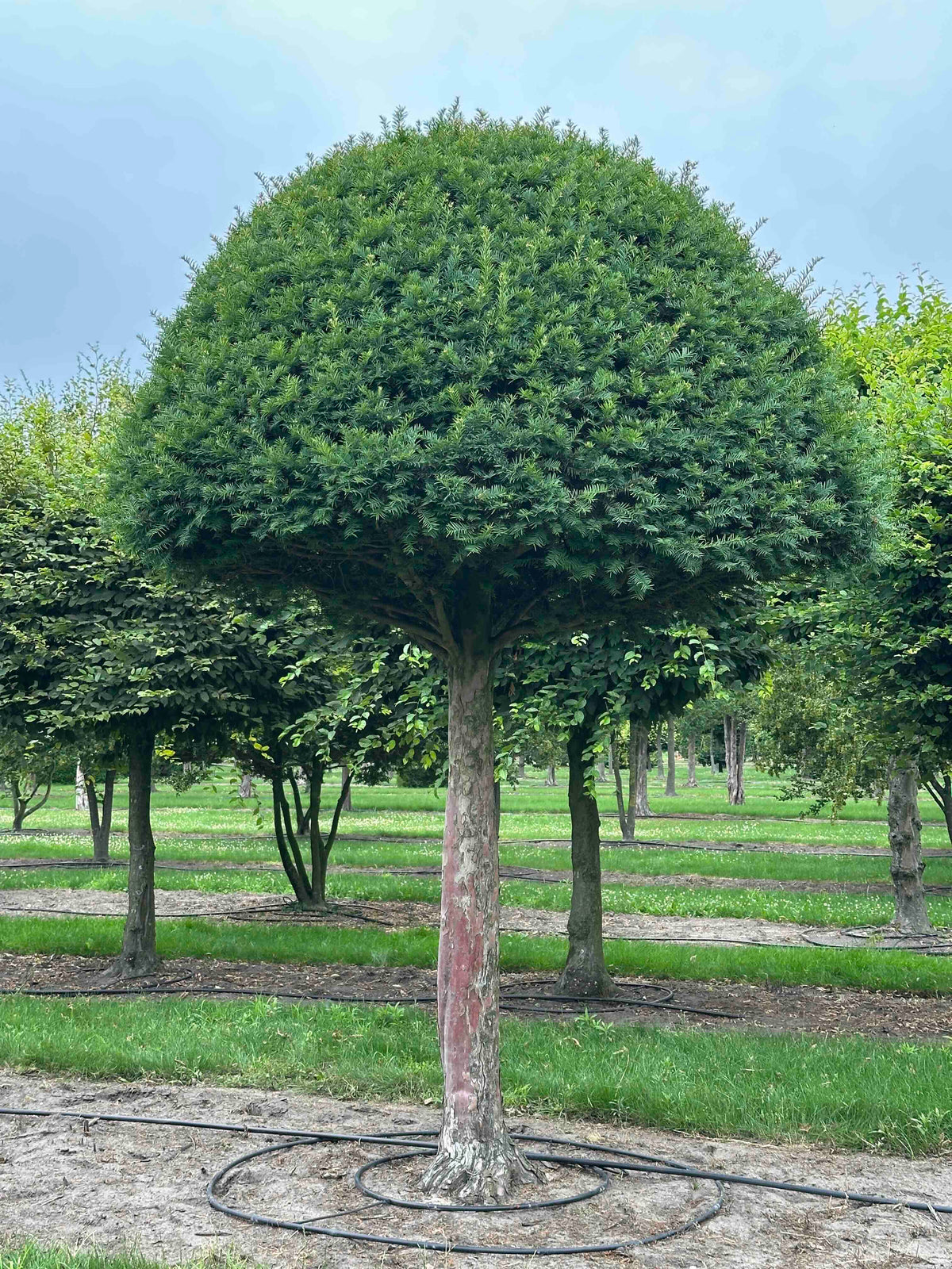 TB TOPIARY #612