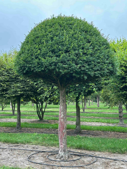 TB TOPIARY #612