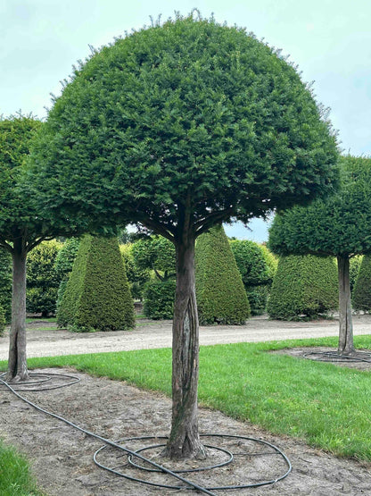 TB TOPIARY #612