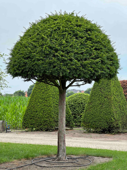 TB TOPIARY #613