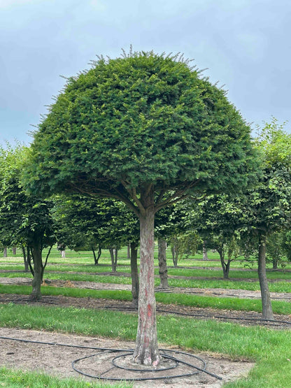 TB TOPIARY #613