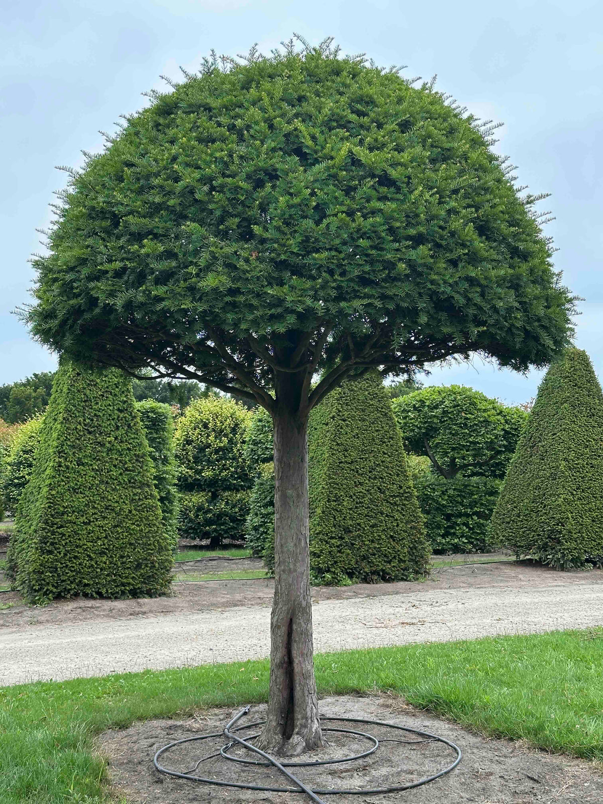 TB TOPIARY #613