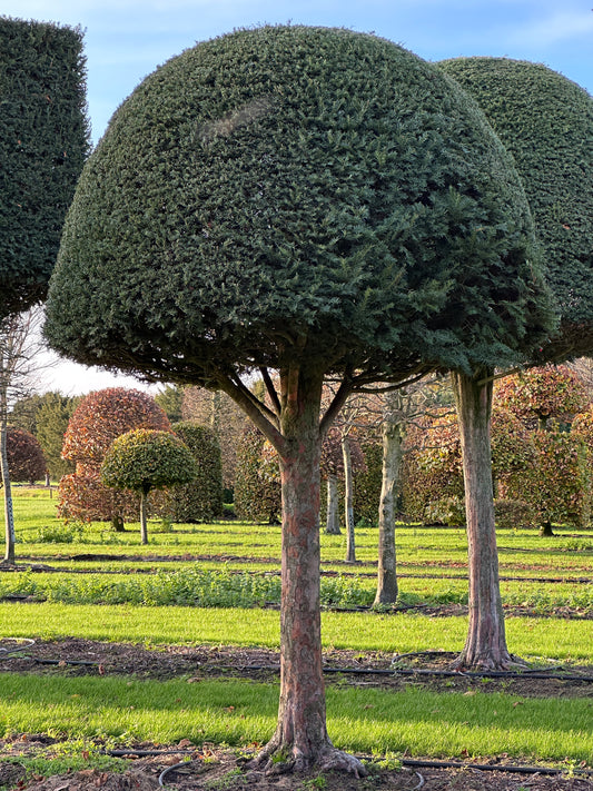 TB TOPIARY #623