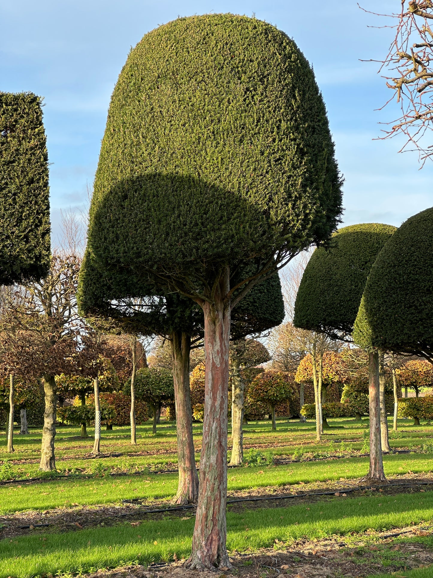 TB TOPIARY #624