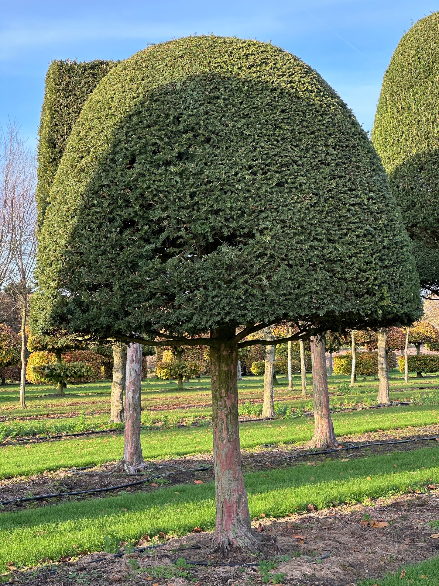 TB TOPIARY #625