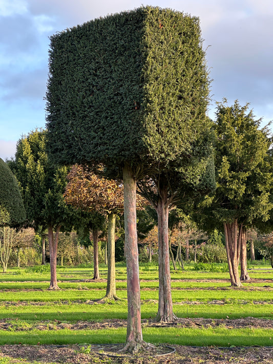 TB TOPIARY #627