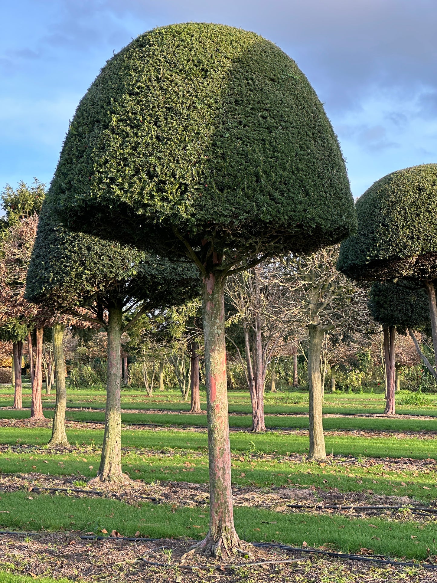 TB TOPIARY #629