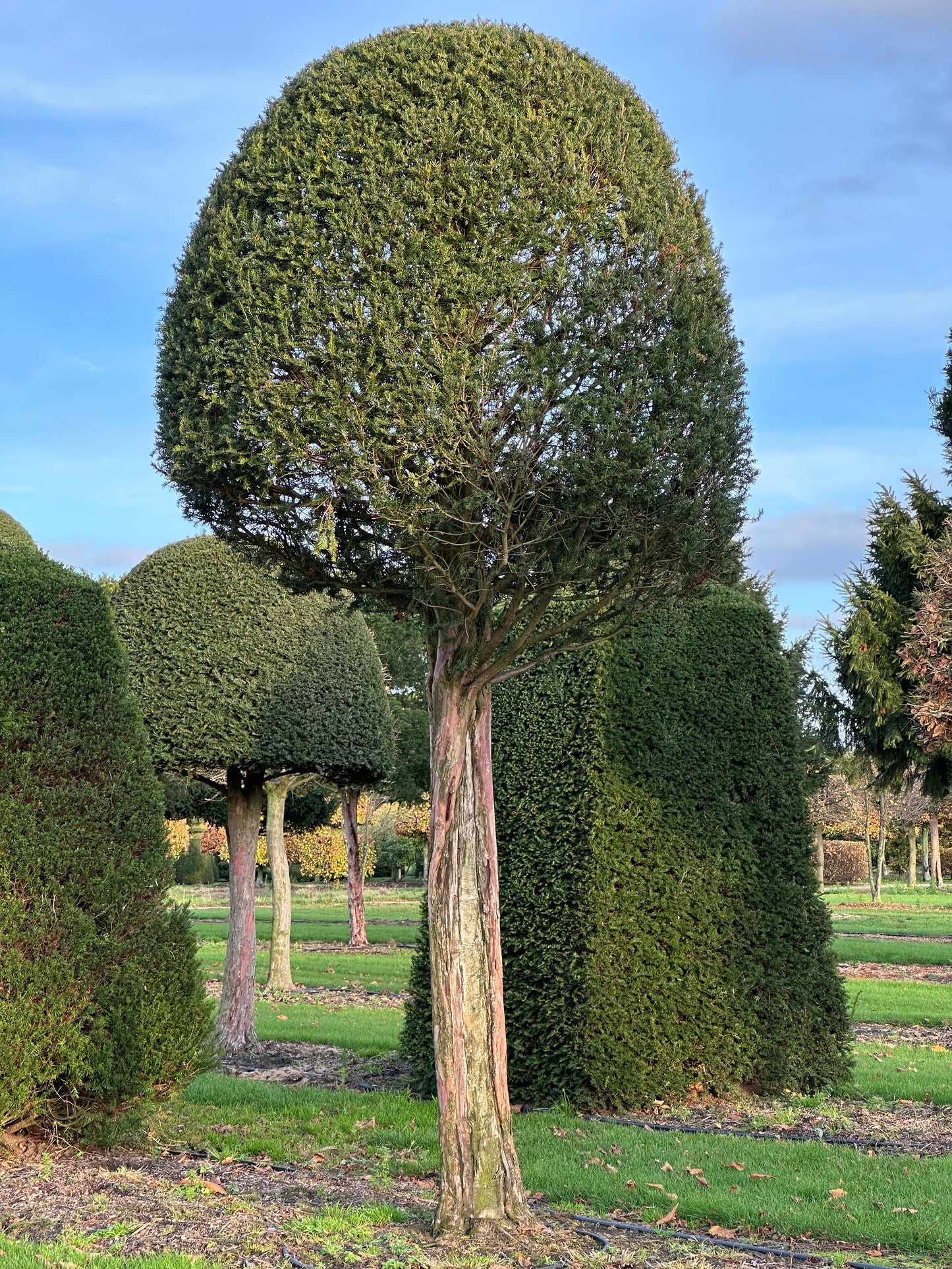 TB TOPIARY #630